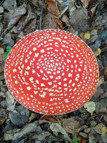 Fliegenpilz Pilz Amanita Muscaria Oder Fliegenpilz Rote Mütze Fliegenamanita Unterholz — Stockfoto