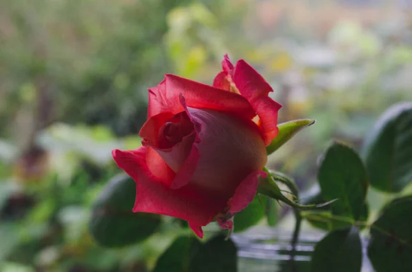 Luxus Erstrahlte Goldenem Sonnenlicht Großaufnahme Kopierraum Luxuriöse Rose Thema Floristik — Stockfoto