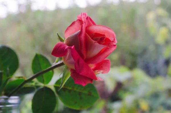 Luksusowa Róża Złotym Słońcu Zbliżenie Odbiór Luksusowa Róża Temat Kwiaciarnia — Zdjęcie stockowe