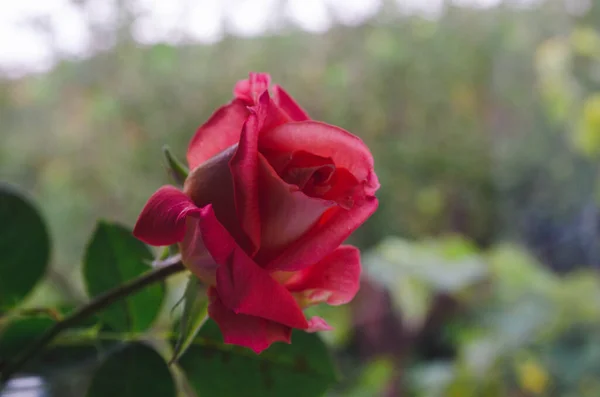 Luxus Erstrahlte Goldenem Sonnenlicht Großaufnahme Kopierraum Luxuriöse Rose Thema Floristik — Stockfoto