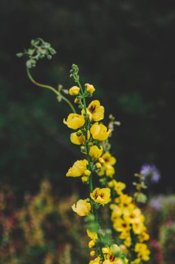 Uçurumlar arasındaki dağ nehri. Nehrin mavi berrak suyu. Nehir kıyısında genç yeşil yapraklar, bahar