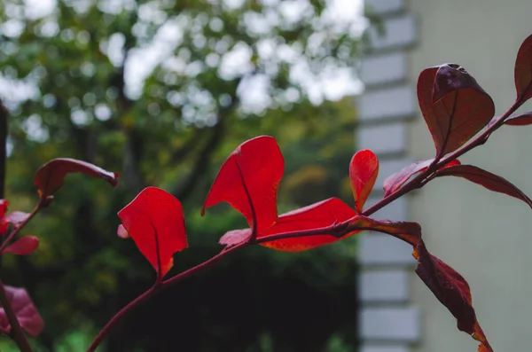 Arbusto Otoño Con Hojas Arándano Vaccinium Corymbosum Deja Color Rojo — Foto de Stock