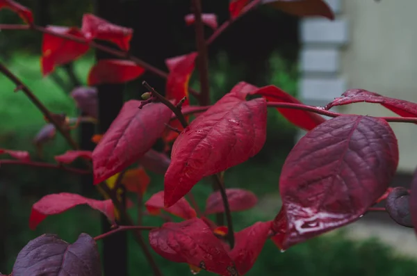 Autumn Bush Blueberry Leaves Vaccinium Corymbosum Leaves Bright Burgundy Red — Stock Photo, Image