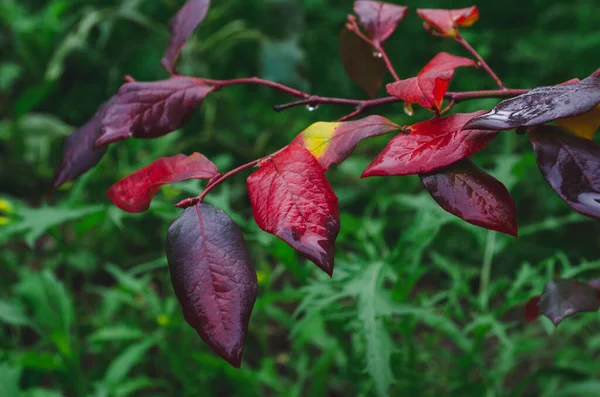 Podzimní Keř Borůvkovými Listy Vakcína Corymbosum Zanechává Jasně Vínově Červenou — Stock fotografie