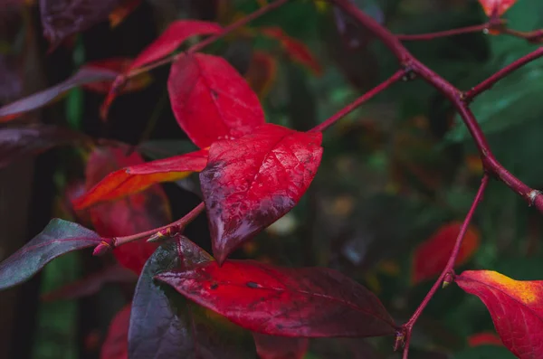 Cespuglio Autunnale Con Foglie Mirtillo Vaccinium Corymbosum Lascia Colore Rosso — Foto Stock