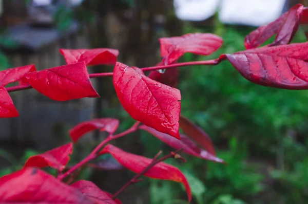 Podzimní Keř Borůvkovými Listy Vakcína Corymbosum Zanechává Jasně Vínově Červenou — Stock fotografie