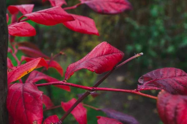 Autumn Bush Blueberry Leaves Vaccinium Corymbosum Leaves Bright Burgundy Red — Stock Photo, Image