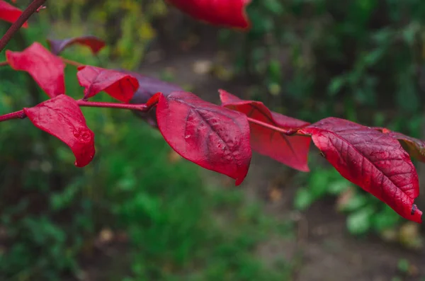 秋天的灌木 有蓝莓叶 秋天的时候 接种疫苗的胸腺在花园里留下了明亮的勃艮第红色 园艺和自然概念 秋天的自然美景 — 图库照片