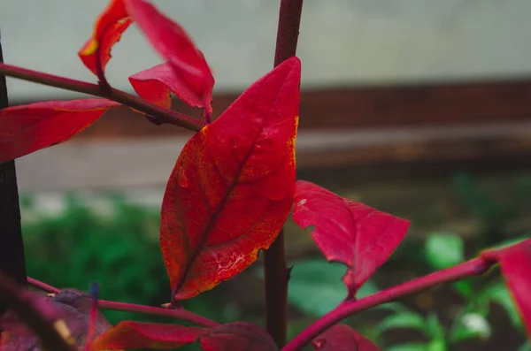 Arbusto Otoño Con Hojas Arándano Vaccinium Corymbosum Deja Color Rojo — Foto de Stock
