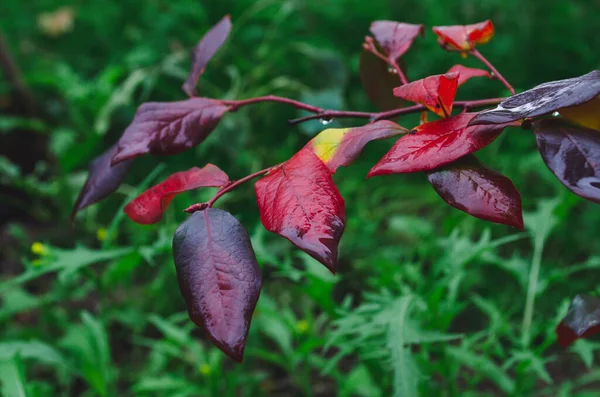 Arbusto Outono Com Folhas Mirtilo Vaccinium Corymbosum Deixa Cor Vermelha — Fotografia de Stock