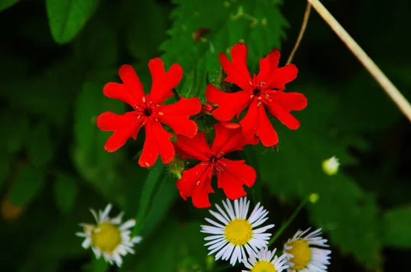 Rode Bloemen Van Lychnis Planten Met Latijnse Naam Lychnis Chalcedonica — Stockfoto