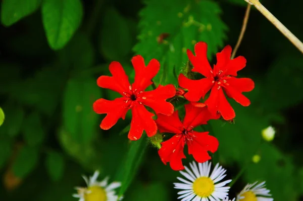 Красные Цветы Лихниса Растения Латинским Названием Lychnis Chalcedonica — стоковое фото