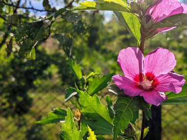 Hibiscus Moscheutos 'un pembe çiçekleri yakın plan bitki örtüsü. Hibiscus moscheutos, bataklık amfibiği, gül gülü amber çiçeği.