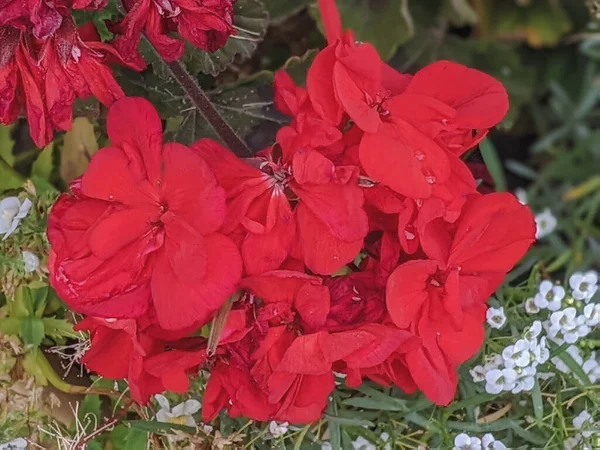 Fleur Rouge Géranium Belles Fleurs Géranium Fleurissant Sur Une Terrasse — Photo