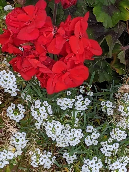 Geranium Röd Blomma Vackra Geranium Blommor Blommar Terrass Utanför Naturen — Stockfoto