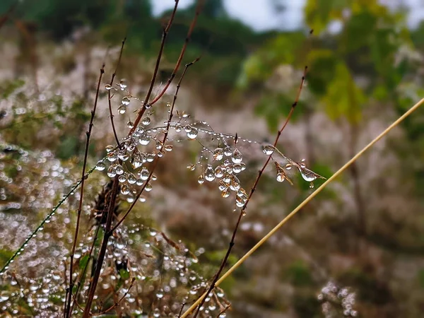 Trockene Grasflecken Mit Tautropfen Und Sonnenstrahlen Auf Natürlichem Verschwommenem Hintergrund — Stockfoto