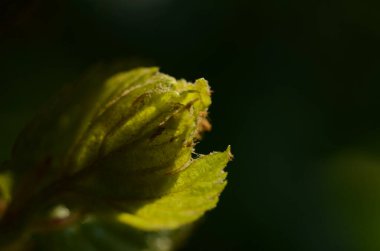 Parlak arka planda yeşil bir yaprak dokusunun makro görüntüsü hücreleri, damarları ve yaprak yüzeyini gösteriyor. Doğa yeşil ve siyah arkaplan