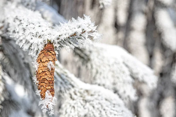 Cristmas Fenyő Borított Fagy Téli Hideg Napokon — Stock Fotó