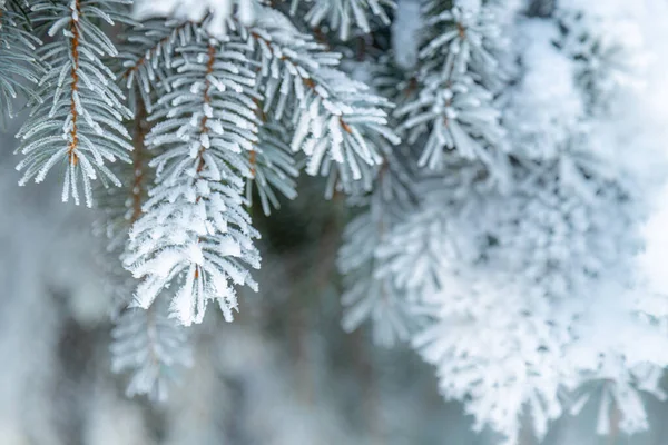 Cristmas Fenyő Borított Fagy Téli Hideg Napokon — Stock Fotó