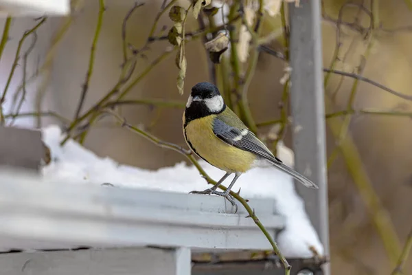 Great Tit Feeder Snowfall Close Parus Major Ukraine — Foto Stock