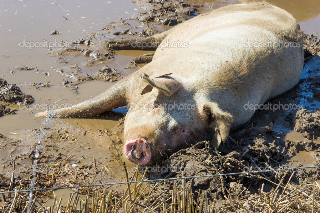 Cerdo revolcándose en un charco de barro — Fotos de Stock © anglianart