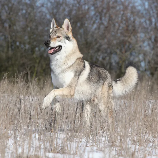 Tjeckoslovakisk varghund — Stockfoto