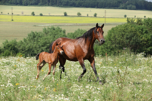 Running Mare With Foal