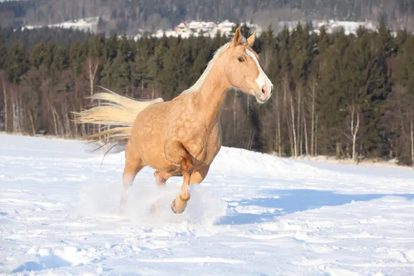 チェコ warmblood、10 歳牝馬 — ストック写真
