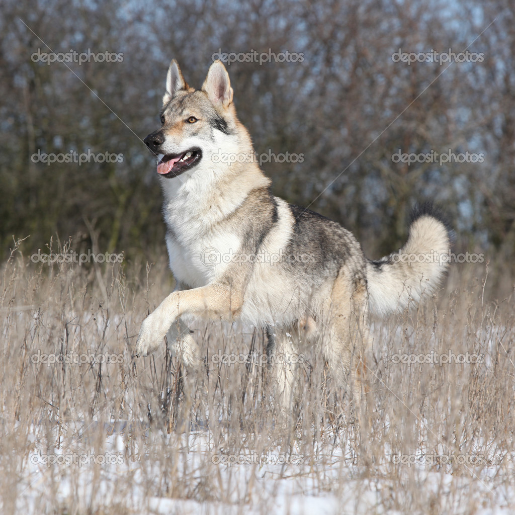 Československý vlčák — Stock Fotografie © Zuzule #23203822