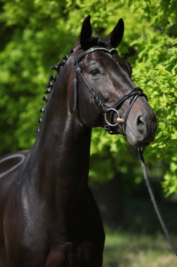 yeşil arka plana sahip güzel siyah at