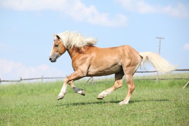 çalışan haflinger aygır