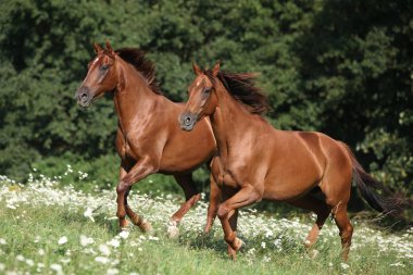 Two brown horses running clipart