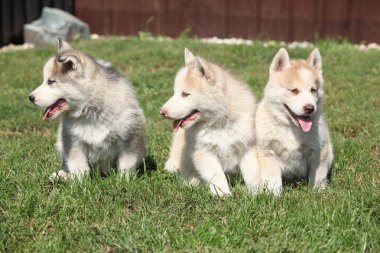 Üç Sibirya husky yavruları