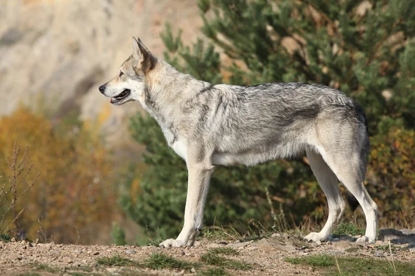 Saarloos Wolfhound — Stock Photo, Image