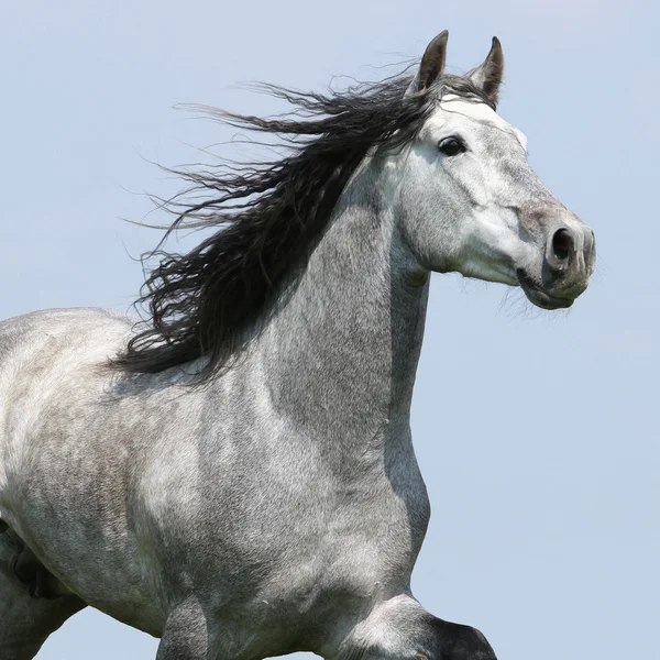 Carthusian Horse Isolated On Blue Background — Stock Photo, Image