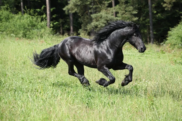Friesian Stallion Correr libre — Foto de Stock