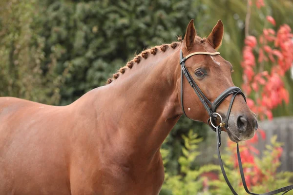 Nice dutch warmblood with perfect hairstyle — Stock Photo, Image
