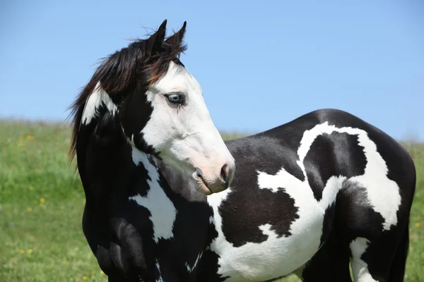 Paint häst hingst — Stockfoto