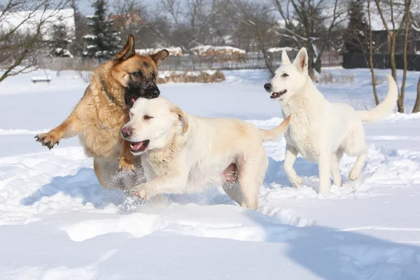 Trois chiens qui jouent en hiver — Photo