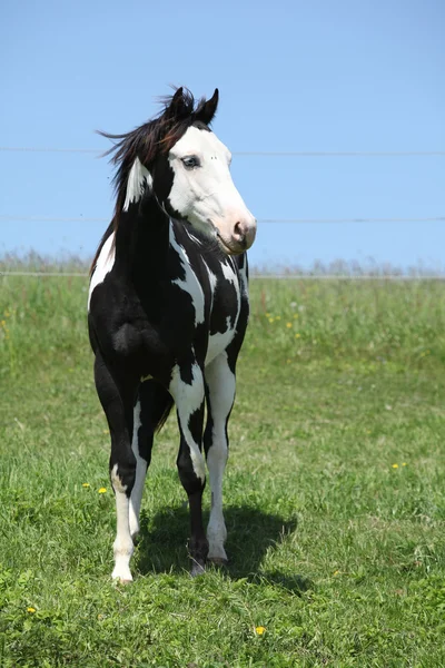 Paint horse hřebec — Stock fotografie