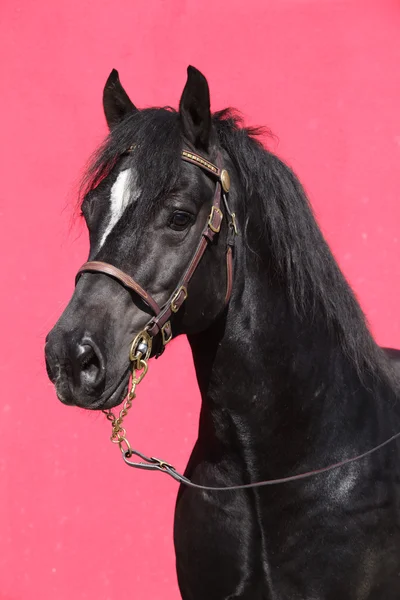 Černý kůň izolovaných na růžovém pozadí — ストック写真
