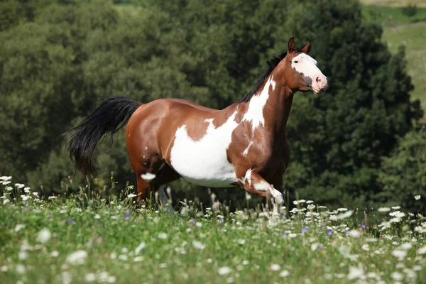Running Paint Horse — Stock Photo, Image