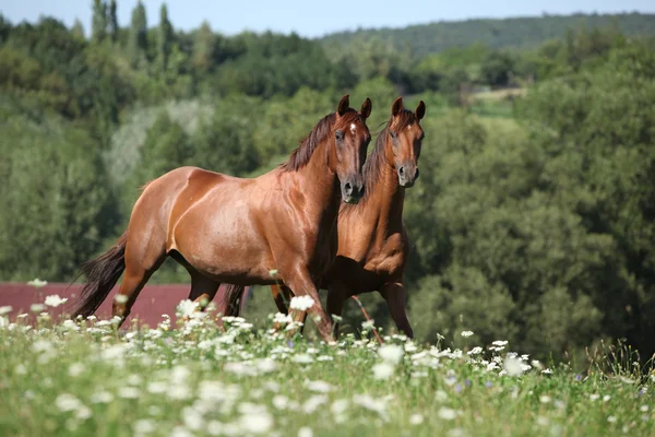 2 頭の馬移動と見回し — Stock fotografie