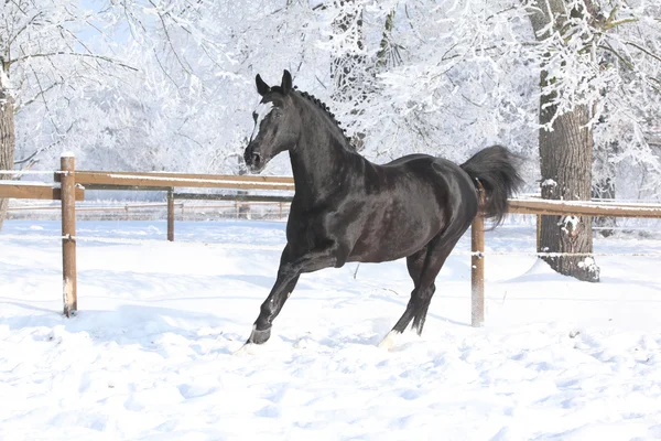 Dutch warmblood running in winter — Stock Photo, Image