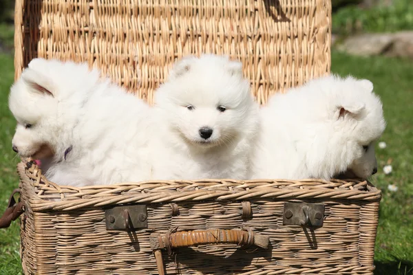 Trei pui de samoyed — Fotografie, imagine de stoc