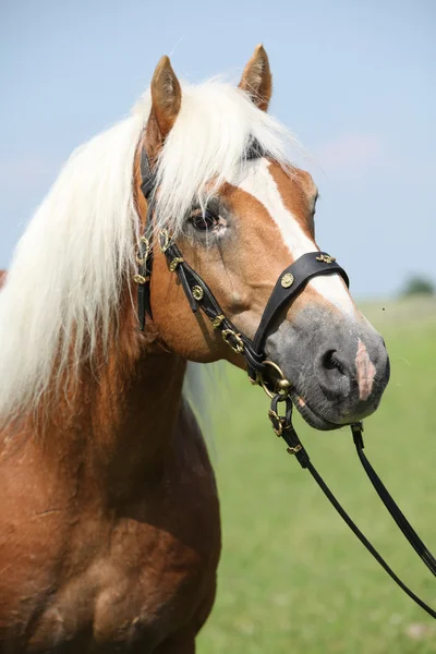 Portrait of Haflinger stallion — Stock Photo, Image