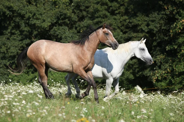 Dois cavalos a correr — Fotografia de Stock