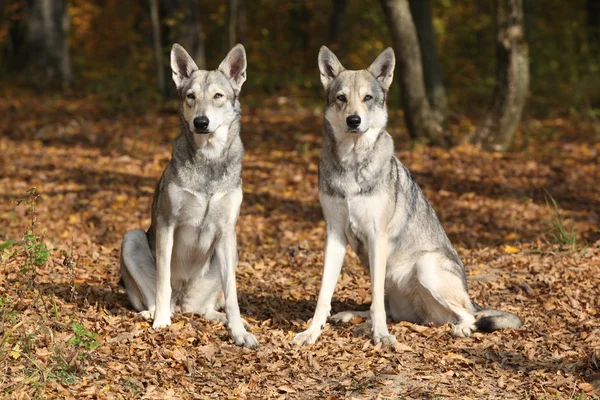 Saarloos Wolfhound — Stock Photo, Image
