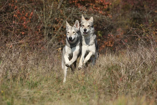 Deux chiens loups de Sarre qui courent — Photo