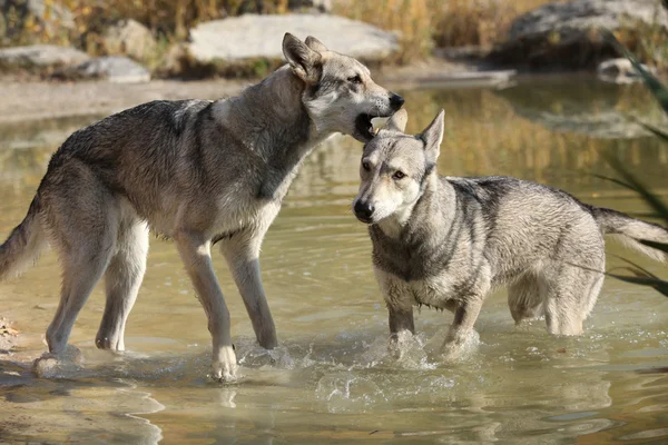 Saarloos Wolhound playing in water — Stock Photo, Image